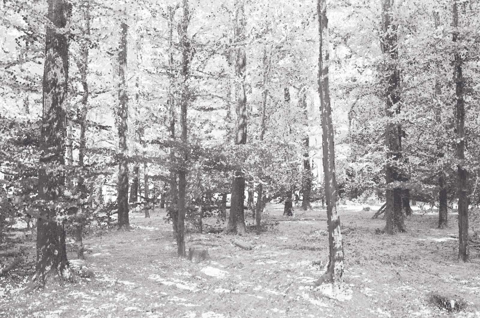 Punktwolke aus einem 3D-Scan des bestehenden Waldes