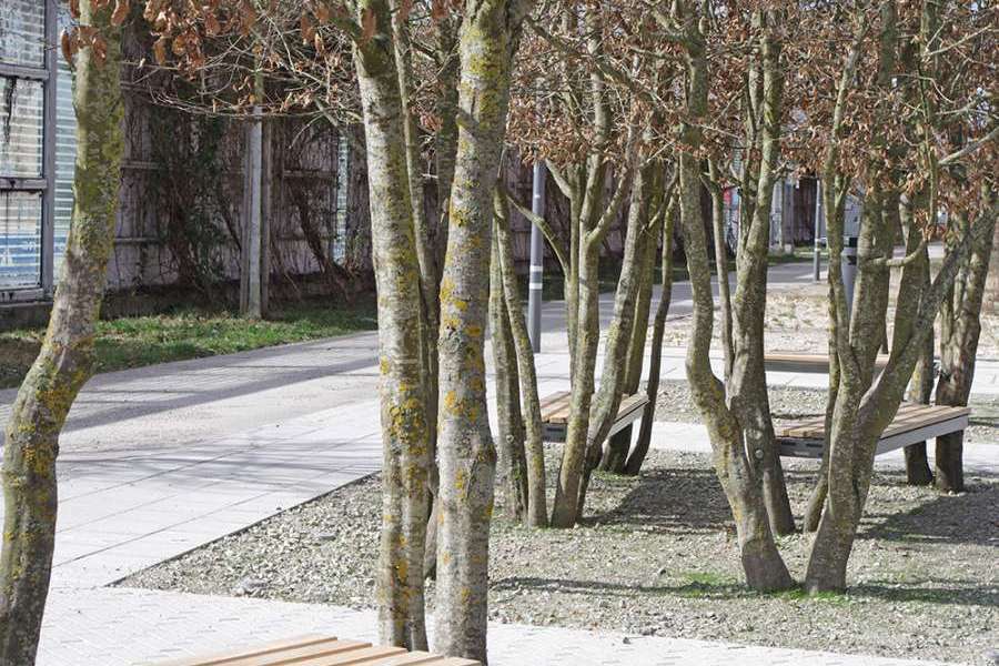 Baubotanischer Hain St. Thomas Morus