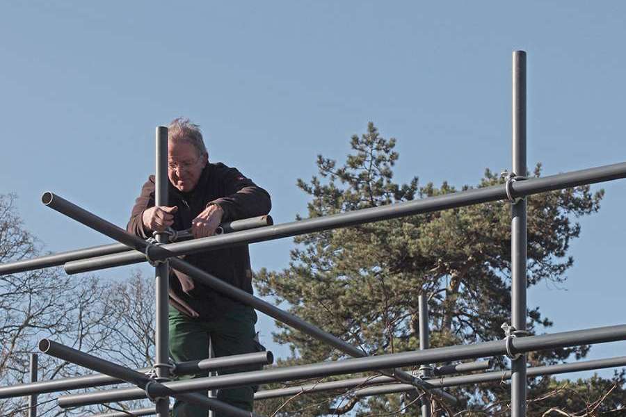 Rotblättrige Süntelbuche Berggarten